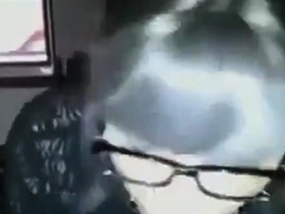 Secretary cd gives blowjob